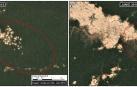 Mineros deforestan 1.700 hectáreas de la Amazonía peruana entre enero y junio