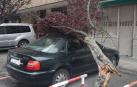 Las fuertes rachas de viento este miércoles por la tarde, que llegaron hasta los 70-80 kilómetros por hora, provocaron la caída de ocho árboles en distintas zonas de la ciudad, causando únicamente daños materiales en vehículos estacionados en la calle y en mobiliario urbano.