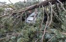 Muy grave en la UCI el herido de 30 años alcanzado por un árbol en la UN