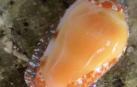 Descubren un nuevo molusco y lo bautizan como Prunum Quini o caracol Brujo