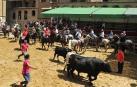 Los asistentes disfrutaron de una jornada donde la degustación de cordero, la trashumancia o el concurso de recortadores fueron los protagonistas