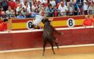 Las reses bravas dejan en la suelta de vaquillas del último día de fiestas de Tudela, 29 de julio, varios heridos.