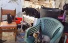 Rescatan 101 gatos que vivían en una casa de 37 metros cuadrados en Málaga
