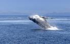 Abrolhos, la "cuna" de las ballenas jorobadas en el Atlántico sur
