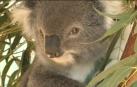 Koalas en peligro en una isla de Australia