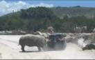 Susto en un safari de México
