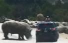 Un rinoceronte causa el pánico de una familia en un safari en México