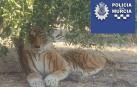 Pánico en un pueblo de Murcia por un tigre de peluche bajo un árbol