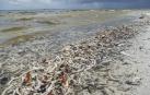 La pérdida de biodiversidad precipita la extinción humana, según un paleontólogo