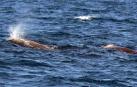 Avistadas cuatro ballenas en San Sebastián