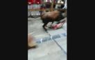 Una vaca arrastra a un mozo enganchándolo de la camiseta en el encierrillo de la última mañana de fiestas de Estella.