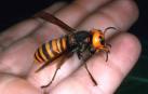 Una avispa asiática