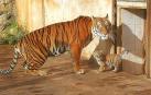 Nace un tigre de Bengala en el Parque de Cabárceno