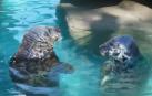 Los animales del Zoo madrileño combaten con helados la ola de calor