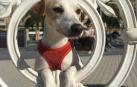 'Pipper', el primer perro 'influencer' de España, visita San Sebastián