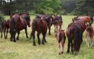 La finca de Sabaiza (Ezprogui), referencia para la cría de ganado autóctono