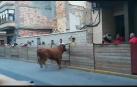 Un toro arranca parte del vallado en Murchante
