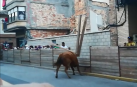 Doble susto en la suelta de vaquillas de este viernes en las fiestas de Murchante