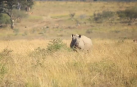 Descornar a los rinocerontes africanos para salvarlos de los furtivos