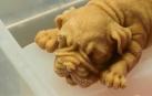 Helados con forma de perro, ¿demasiado realistas para comérselos?