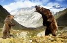 Kiwi, protagonista del filme "El oso" (1988), será trasladado a un zoo más grande