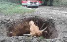 Liberan a una vaca semienterranda tras hundirse el terreno en Urbasa