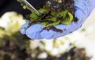 Peralta ha celebrado este sábado la segunda edición del Día del pimiento cucón, autóctono de la localidad.
