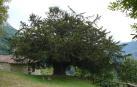 El tejo, árbol milenario que se adapta al cambio climático cambiando de sexo