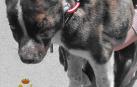 Investigado por lanzar desde un puente a un cachorro de mastín en Jérica (Castellón)