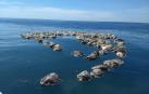 Hallan muertas a 300 tortugas marinas en peligro de extinción en México