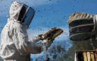 Las abejas afectadas por el uso de pesticidas sist&eacute;micos