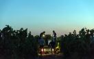 Más de 30 trabajadores han recogido en 3 noches 36.000 kilos de uva blanca Chardonay en Cadreita.