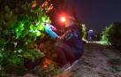 Más de 30 trabajadores han recogido en 3 noches 36.000 kilos de uva blanca Chardonay en Cadreita.