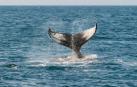 El avistamiento de ballenas en la costa vasca, una experiencia para recordar
