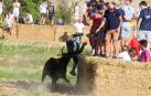 A pocos días de que empiecen sus fiestas patronales, los cirboneros han disfrutado este domingo, 2 de septiembre, de la 'traída' de vacas