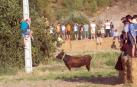 A pocos días de que empiecen sus fiestas patronales, los cirboneros han disfrutado este domingo, 2 de septiembre, de la 'traída' de vacas