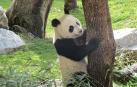 Chulina, la osa panda del Zoo de Madrid, cumple dos años