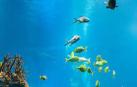 El calentamiento del mar está modificando el genoma de los peces