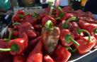 Puente la Reina inicia la temporada de pimiento con la Semana del pincho