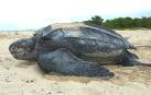 Aparece muerta una tortuga gigante en una playa de Barcelona
