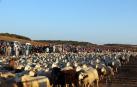 Bardenas da la bienvenida los rebaños de ovejas