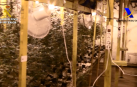 Cuatro detenidos en País Vasco por tráfico y cultivo de droga que vendían en Navarra