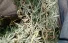 Incautan en Pamplona una planta de marihuana en una terraza
