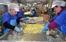 El espárrago enfila la recta final y cierra precios entre los 2,50 y 2,75 €