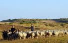 Carcastillo celebró del 14 al 16 de septiembre la VI Fiesta de los Usos Tradicionales de la Trashumancia en Bardenas. El día grande fue el domingo, cuando tuvo lugar la entrada de los rebaños a las Bardenas procedentes de los valles de Roncal y Salazar. La cita, contó con otros atractivos, como degustación de migas o mercado.