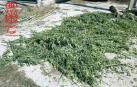 Descubren una plantación de marihuana en Leitza al seguir a varias vacas que invadían una calzada