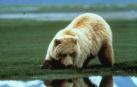 Muere un joven de 18 años tras ser atacado por un oso en Alaska