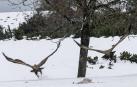 Sakana procura una variedad de hábitats a más 140 especies de aves
