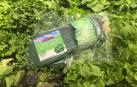 Chanclas veganas con empeine de lechuga por 112 dólares
