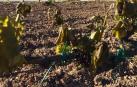 Una helada arrasa los viñedos desde Andosilla hasta Los Arcos